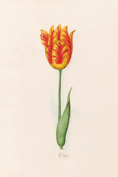 Tülipa, 1692 – Nr. 1 von Magdelena Rosina Funck