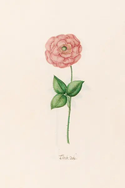 Türck. Rose, 1692 – Nr. 2 von Magdelena Rosina Funck