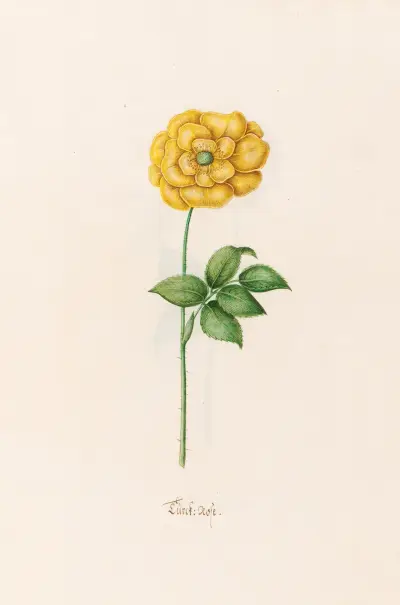 Türck. Rose, 1692 – Nr. 1 von Magdelena Rosina Funck