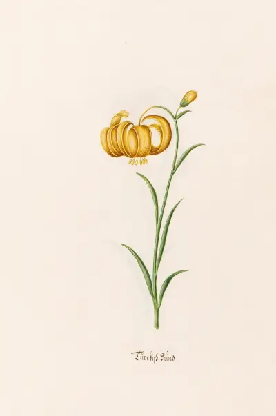 Türckish Bünd, 1692 – Nr. 1 von Magdelena Rosina Funck
