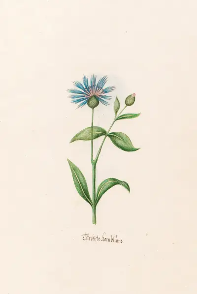Türckishe kornblüme von Magdelena Rosina Funck
