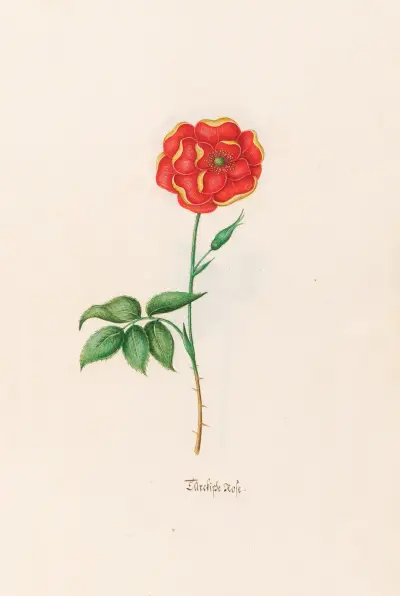 Türckische Rose von Magdelena Rosina Funck