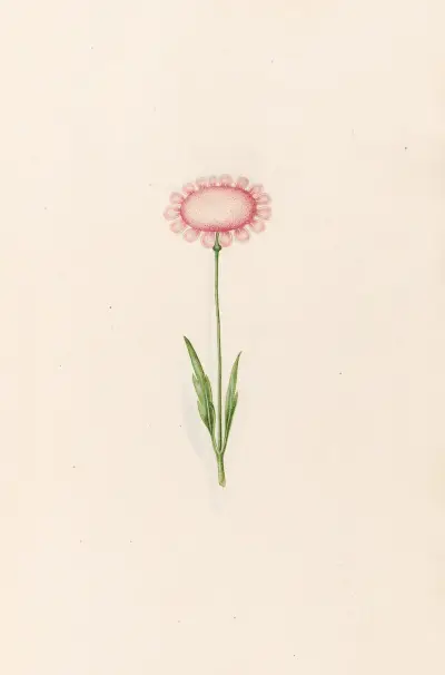 Ohne Titel, 1692 von Magdelena Rosina Funck