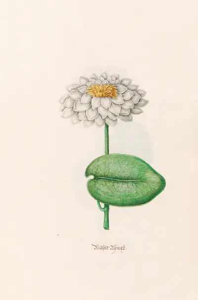 Wassernymphe, 1692 – Nr. 3 von Magdelena Rosina Funck