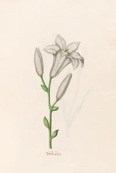 Weiße Lilie von Magdelena Rosina Funck