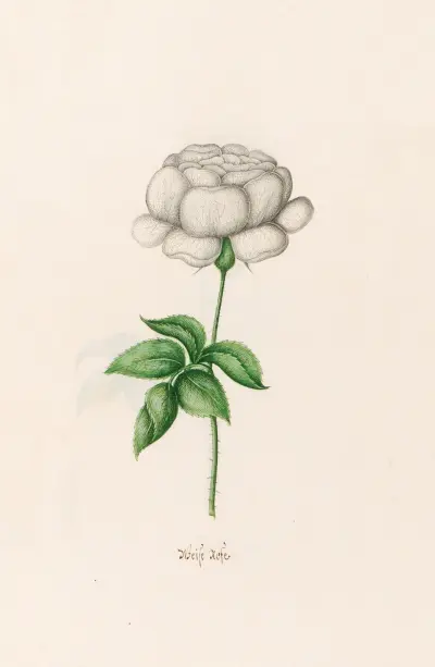 Weiße Rose von Magdelena Rosina Funck
