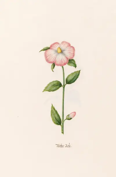 Wetterrose, 1692 – Nr. 2 von Magdelena Rosina Funck