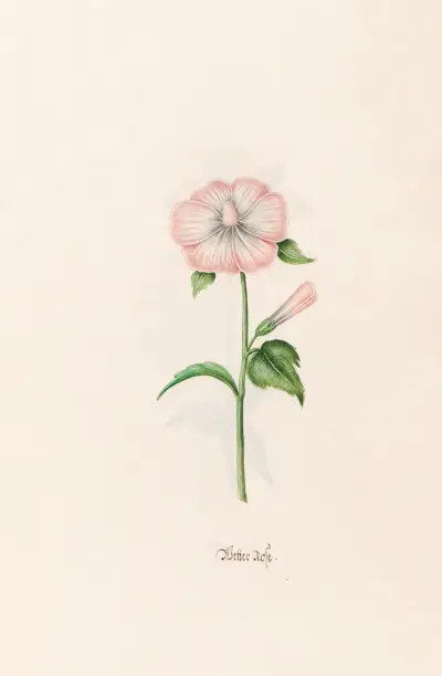 Wetterrose, 1692 – Nr. 3 von Magdelena Rosina Funck