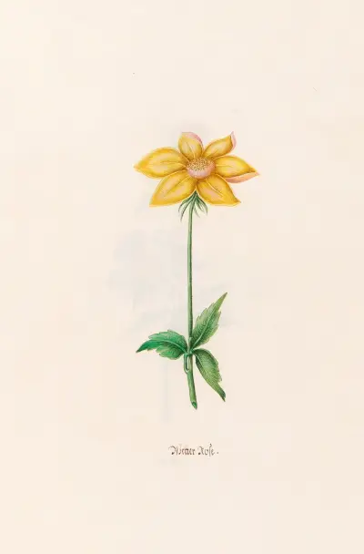 Wetterrose, 1692 – Nr. 4 von Magdelena Rosina Funck
