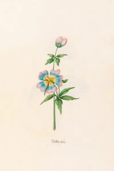 Wetterrose, 1692 – Nr. 1 von Magdelena Rosina Funck