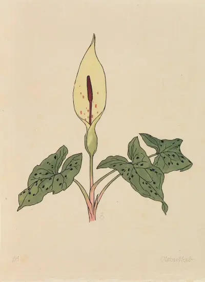 Blumenbuch av Rudolf Koch