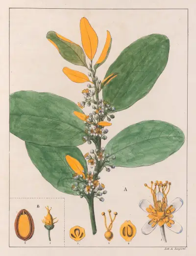 A. Erythroxylum Suberosum. B. Erythroxylum Deciduum av Auguste de Saint-Hilaire