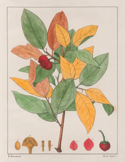Anona Palustris av Auguste de Saint-Hilaire