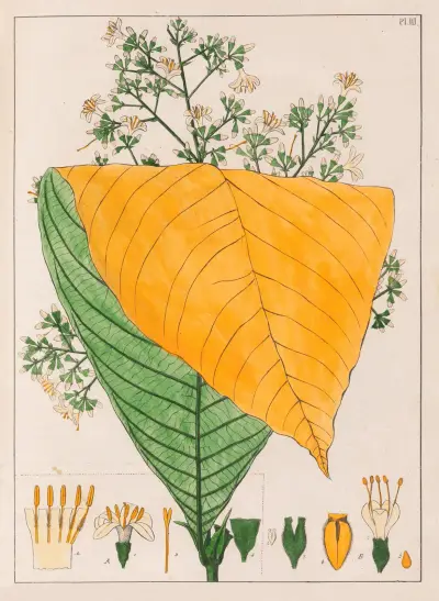 B. Exostema Australe A. Exostema Cuspidatum av Auguste de Saint-Hilaire