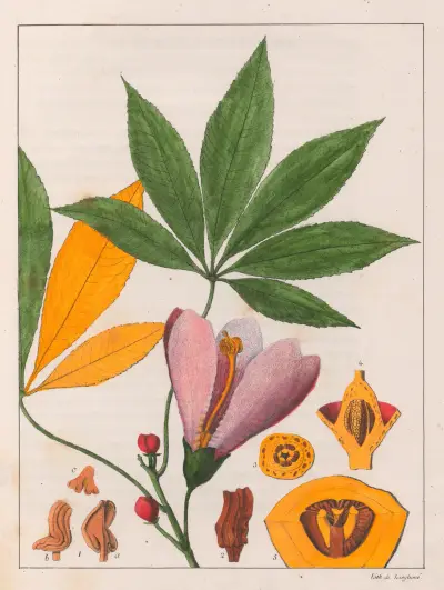 Chorisia Speciosa av Auguste de Saint-Hilaire