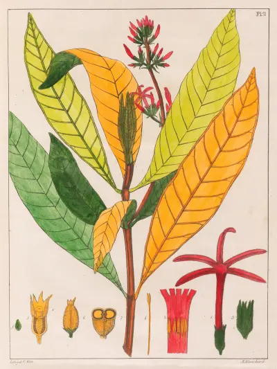 Cinchona Ferruginea av Auguste de Saint-Hilaire