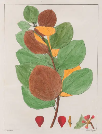 Cissampelos Ebracteata av Auguste de Saint-Hilaire