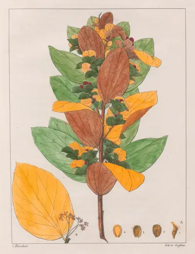 Cissampelos Ovalifolia av Auguste de Saint-Hilaire