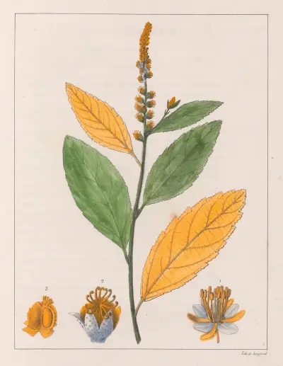 Croton Perdicipes av Auguste de Saint-Hilaire
