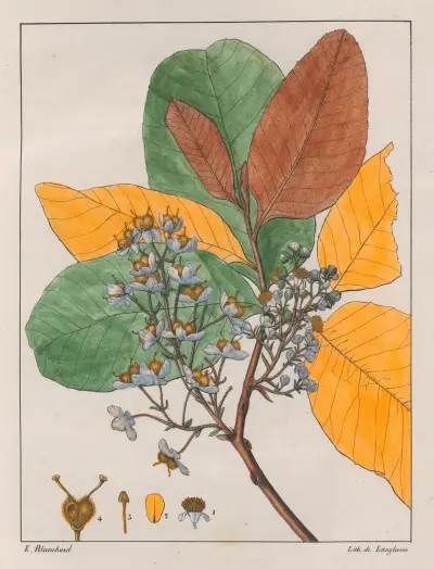 Curatella Çambaïba av Auguste de Saint-Hilaire