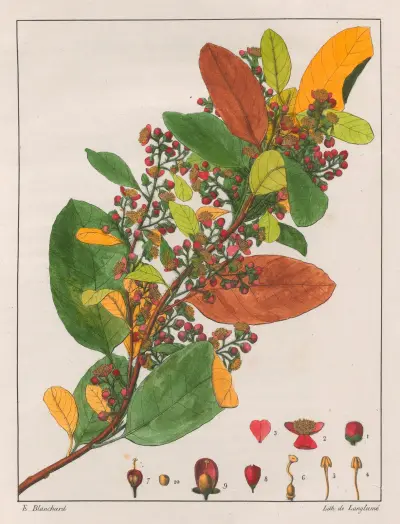 Davilla Rugosa av Auguste de Saint-Hilaire