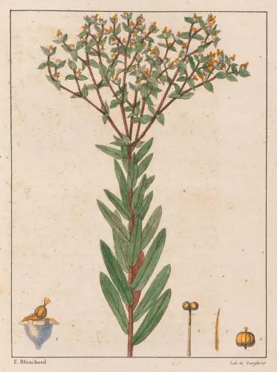 Euphorbia Papillosa av Auguste de Saint-Hilaire