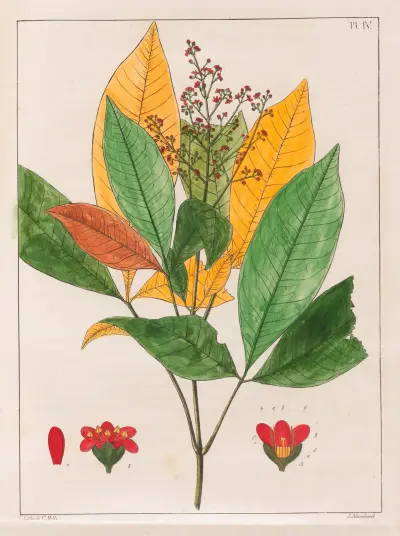 Evodia Febrifuga av Auguste de Saint-Hilaire