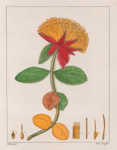Gomphrena Officinalis av Auguste de Saint-Hilaire
