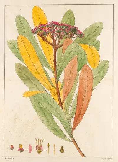 Hortia Brasiliana av Auguste de Saint-Hilaire