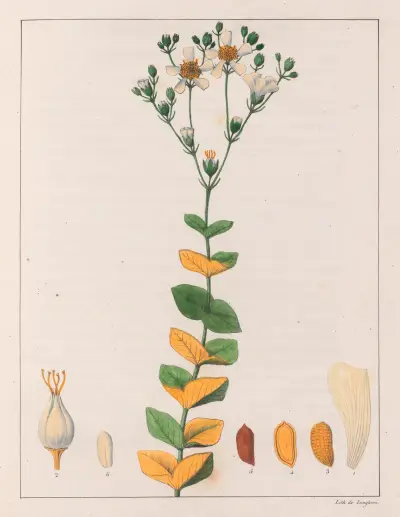 Hypericum Connatum av Auguste de Saint-Hilaire
