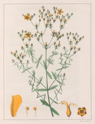 Hypericum Laxiusculum av Auguste de Saint-Hilaire
