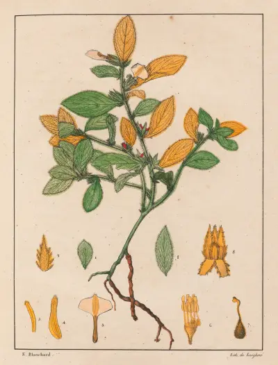 Ionidium Ipecacuanha av Auguste de Saint-Hilaire
