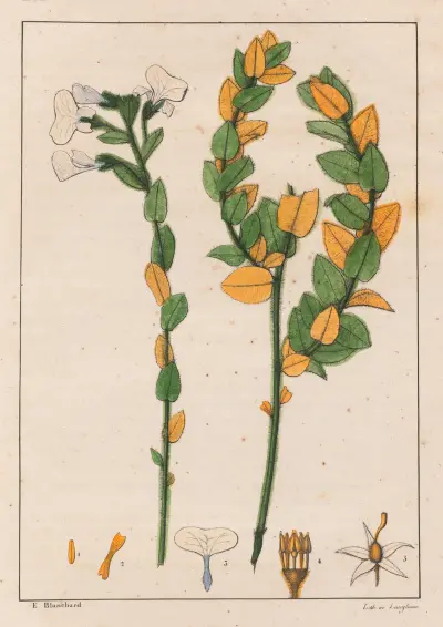 Ionidium poaya av Auguste de Saint-Hilaire