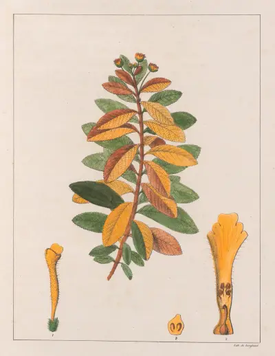 Lantana Pseudo-Thea av Auguste de Saint-Hilaire