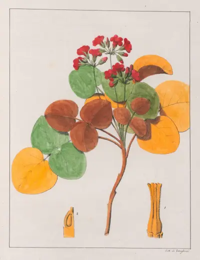 Oxalis Cordata av Auguste de Saint-Hilaire