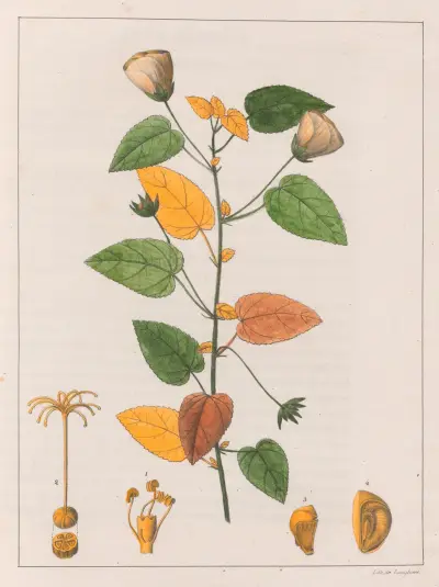 Pavonia Diuretica av Auguste de Saint-Hilaire