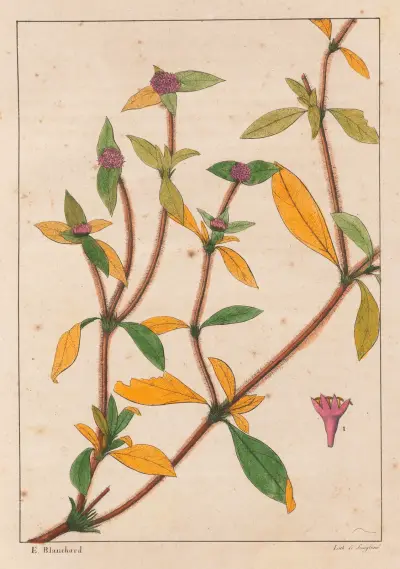 Richardsonia Rosea av Auguste de Saint-Hilaire
