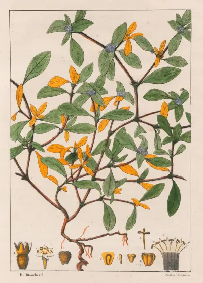 Richardsonia Scabra av Auguste de Saint-Hilaire