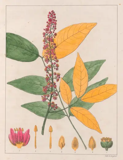 Sapindus Esculentus av Auguste de Saint-Hilaire