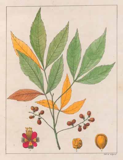 Schmidelia Edulis av Auguste de Saint-Hilaire