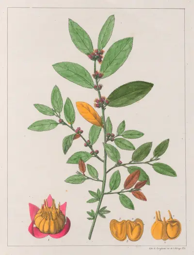 Sida Carpinifolia av Auguste de Saint-Hilaire