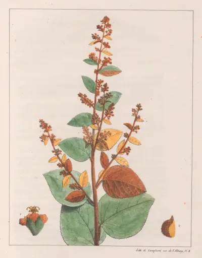 Sida Micrantha av Auguste de Saint-Hilaire