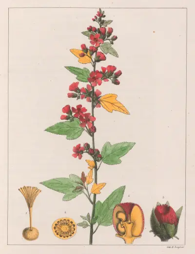 Sphoeralcea Cisplatina (V.A.) av Auguste de Saint-Hilaire