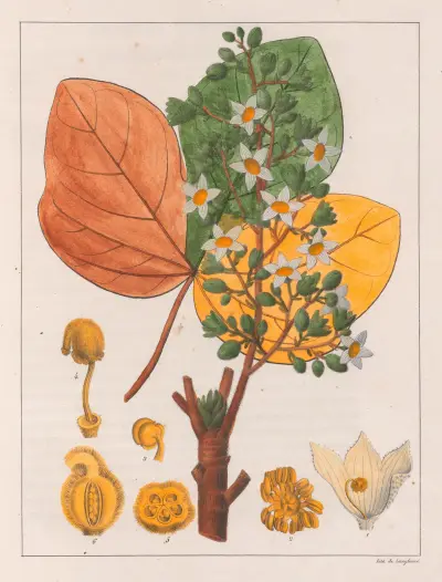 Sterculia Chicha av Auguste de Saint-Hilaire