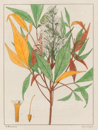 Ticorea Febrifuga av Auguste de Saint-Hilaire