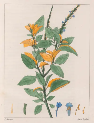 Verbena Jamaïcensis av Auguste de Saint-Hilaire