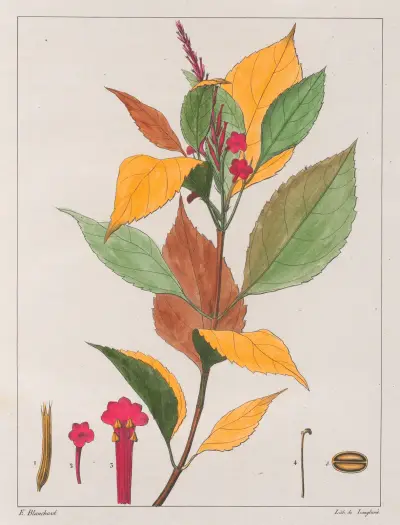 Verbena Pseudogervao av Auguste de Saint-Hilaire