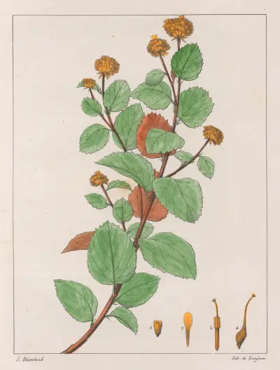 Waltheria Douradinha av Auguste de Saint-Hilaire