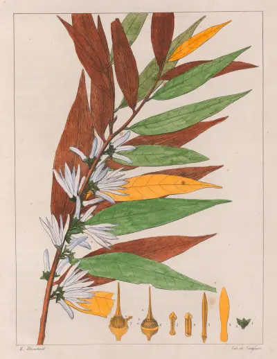 Xylopia Sericea av Auguste de Saint-Hilaire
