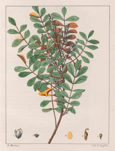 Zanthoxylum Hyemale av Auguste de Saint-Hilaire